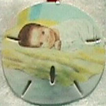 black baby sand dollar ornament photo